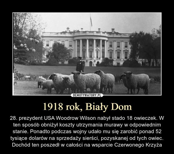 1918 rok, Biały Dom – 28. prezydent USA Woodrow Wilson nabył stado 18 owieczek. W ten sposób obniżył koszty utrzymania murawy w odpowiednim stanie. Ponadto podczas wojny udało mu się zarobić ponad 52 tysiące dolarów na sprzedaży sierści, pozyskanej od tych owiec. Dochód ten poszedł w całości na wsparcie Czerwonego Krzyża 