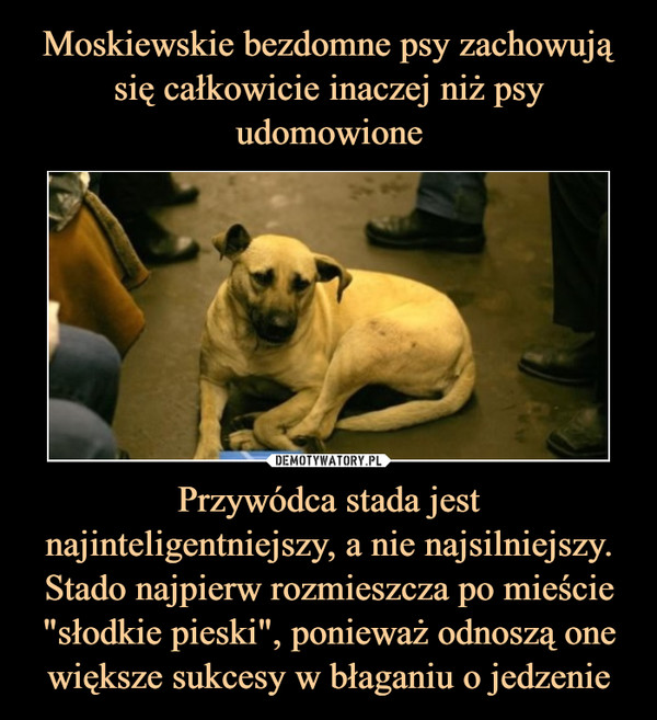 Moskiewskie bezdomne psy zachowują się całkowicie inaczej niż psy udomowione Przywódca stada jest najinteligentniejszy, a nie najsilniejszy. Stado najpierw rozmieszcza po mieście "słodkie pieski", ponieważ odnoszą one większe sukcesy w błaganiu o jedzenie