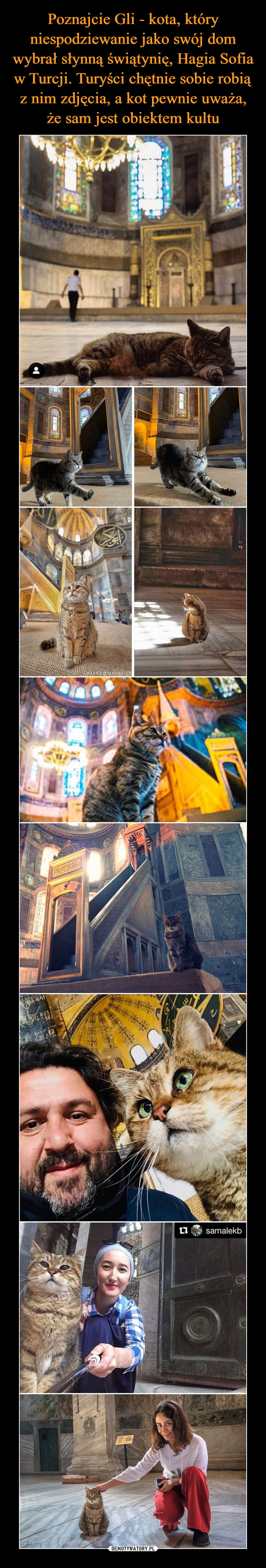 Poznajcie Gli - kota, który niespodziewanie jako swój dom wybrał słynną świątynię, Hagia Sofia w Turcji. Turyści chętnie sobie robią z nim zdjęcia, a kot pewnie uważa, że sam jest obiektem kultu