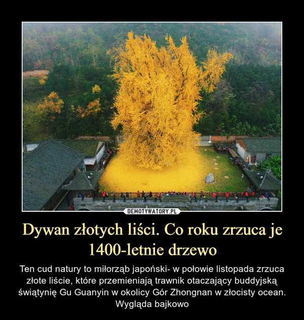 Dywan złotych liści. Co roku zrzuca je 1400-letnie drzewo