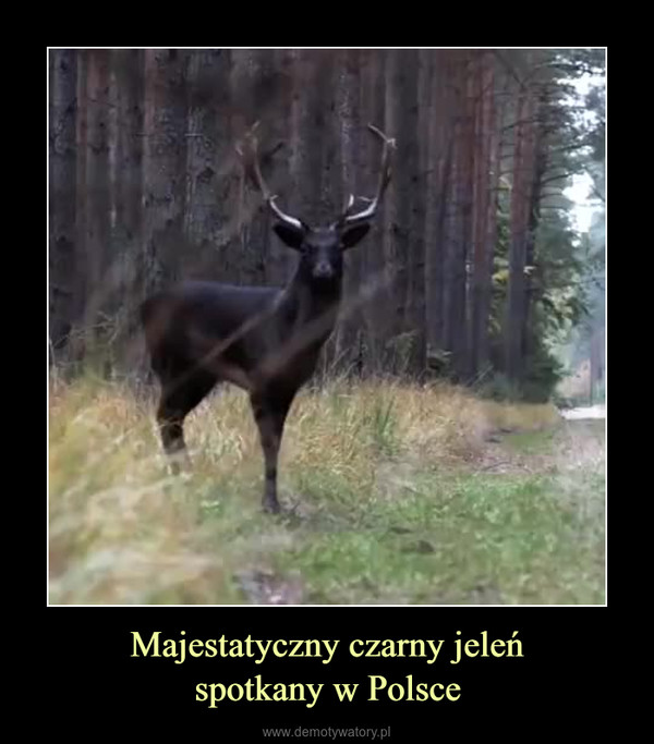 Majestatyczny czarny jeleńspotkany w Polsce –  