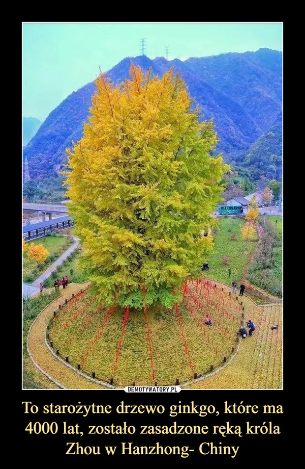 To starożytne drzewo ginkgo, które ma 4000 lat, zostało zasadzone ręką króla Zhou w Hanzhong- Chiny –  