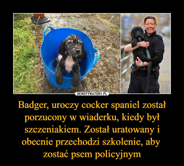 Badger, uroczy cocker spaniel został porzucony w wiaderku, kiedy był szczeniakiem. Został uratowany i obecnie przechodzi szkolenie, aby 
zostać psem policyjnym