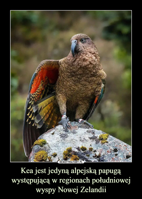 Kea jest jedyną alpejską papugą występującą w regionach południowej wyspy Nowej Zelandii