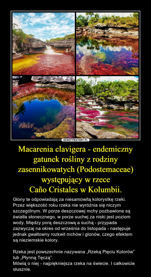 Macarenia clavigera - endemiczny gatunek rośliny z rodziny zasennikowatych (Podostemaceae) występujący w rzece
Caño Cristales w Kolumbii.
