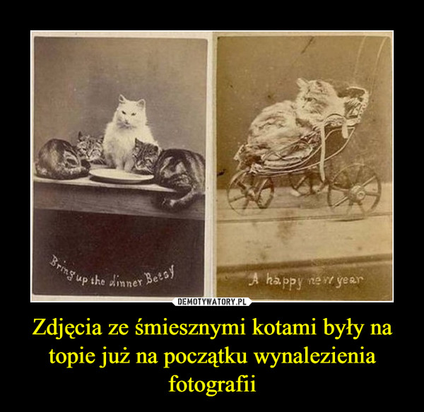 Zdjęcia ze śmiesznymi kotami były na topie już na początku wynalezienia fotografii –  