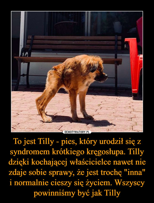 To jest Tilly - pies, który urodził się z syndromem krótkiego kręgosłupa. Tilly dzięki kochającej właścicielce nawet nie zdaje sobie sprawy, że jest trochę "inna" i normalnie cieszy się życiem. Wszyscy powinniśmy być jak Tilly
