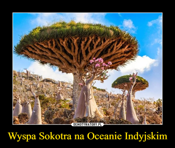 Wyspa Sokotra na Oceanie Indyjskim –  
