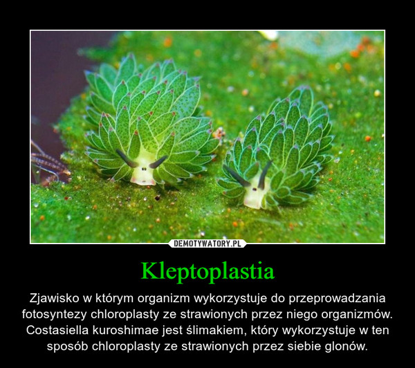 Kleptoplastia – Zjawisko w którym organizm wykorzystuje do przeprowadzania fotosyntezy chloroplasty ze strawionych przez niego organizmów. Costasiella kuroshimae jest ślimakiem, który wykorzystuje w ten sposób chloroplasty ze strawionych przez siebie glonów. 