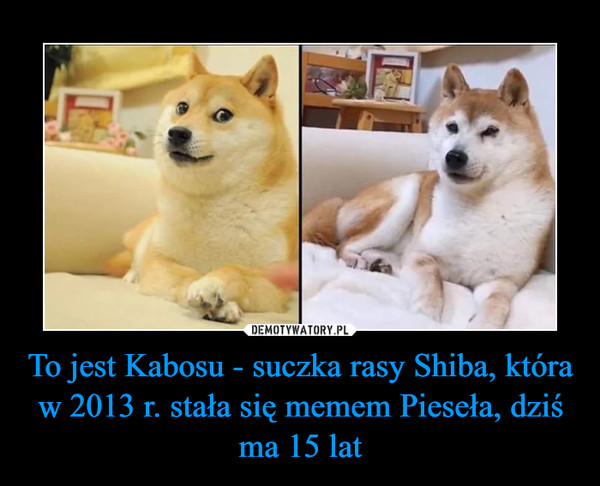 To jest Kabosu - suczka rasy Shiba, która w 2013 r. stała się memem Pieseła, dziś ma 15 lat