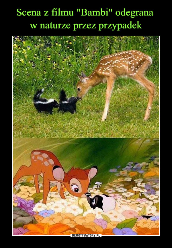 Scena z filmu "Bambi" odegrana 
w naturze przez przypadek