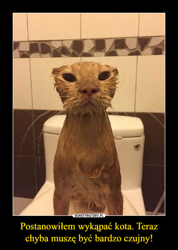 Postanowiłem wykąpać kota. Teraz chyba muszę być bardzo czujny!