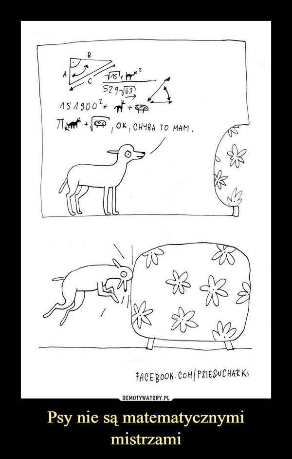 Psy nie są matematycznymi mistrzami –  