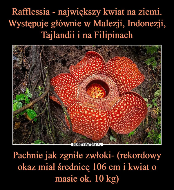 Rafflessia - największy kwiat na ziemi. Występuje głównie w Malezji, Indonezji, Tajlandii i na Filipinach Pachnie jak zgniłe zwłoki- (rekordowy okaz miał średnicę 106 cm i kwiat o masie ok. 10 kg)