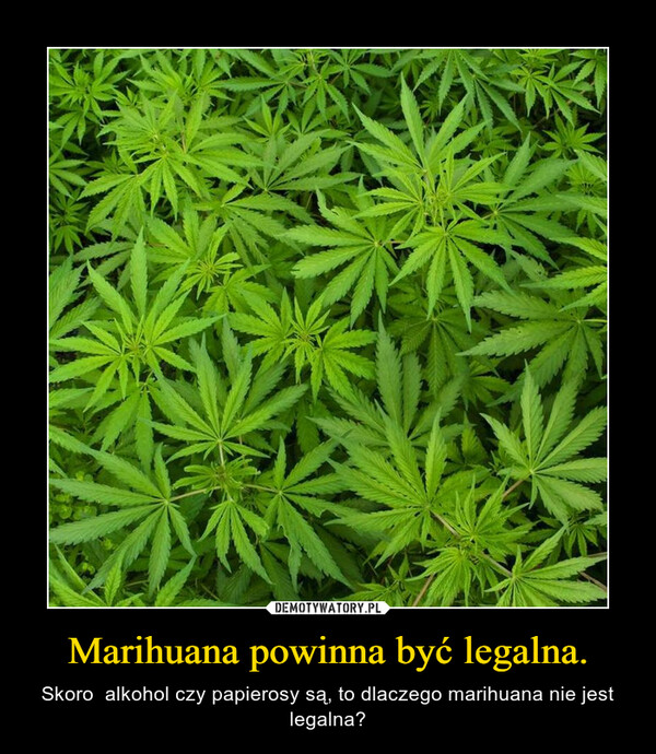 Marihuana powinna być legalna. – Skoro  alkohol czy papierosy są, to dlaczego marihuana nie jest legalna? 
