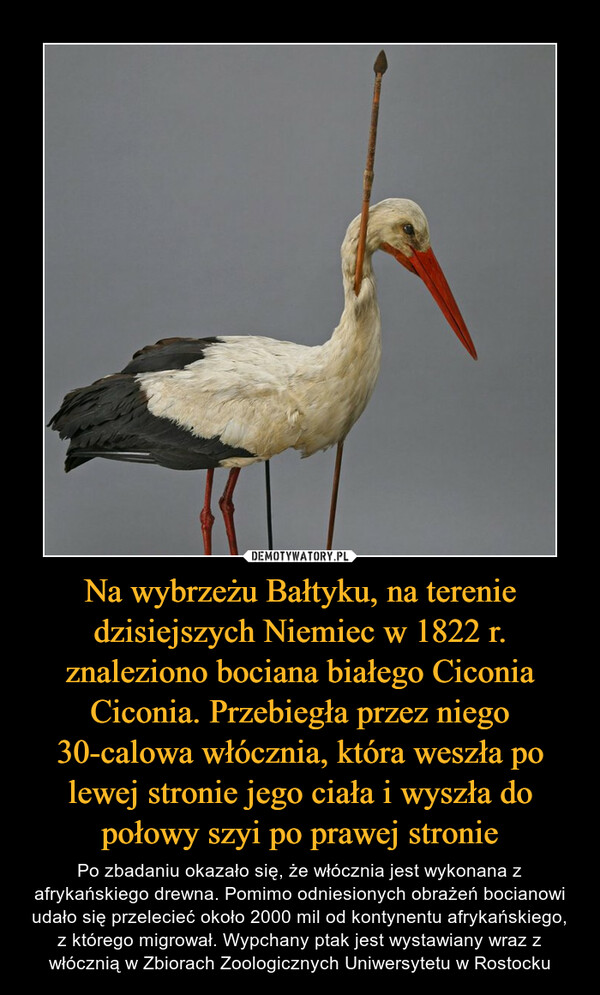 Na wybrzeżu Bałtyku, na terenie dzisiejszych Niemiec w 1822 r. znaleziono bociana białego Ciconia Ciconia. Przebiegła przez niego 30-calowa włócznia, która weszła po lewej stronie jego ciała i wyszła do połowy szyi po prawej stronie