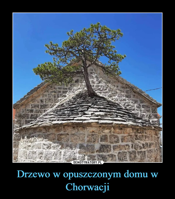 Drzewo w opuszczonym domu w Chorwacji –  