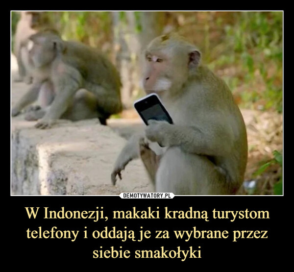 W Indonezji, makaki kradną turystom telefony i oddają je za wybrane przez siebie smakołyki