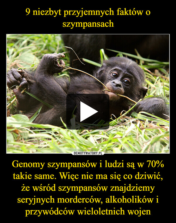 Genomy szympansów i ludzi są w 70% takie same. Więc nie ma się co dziwić, że wśród szympansów znajdziemy seryjnych morderców, alkoholików i przywódców wieloletnich wojen –  