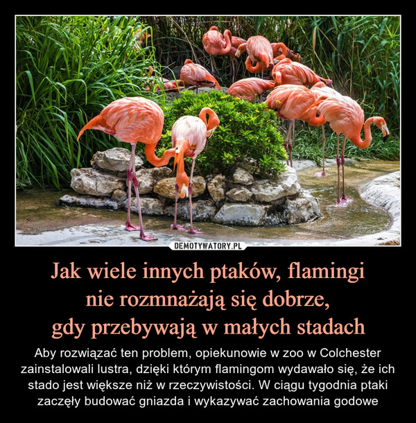 Jak wiele innych ptaków, flamingi
nie rozmnażają się dobrze,
gdy przebywają w małych stadach