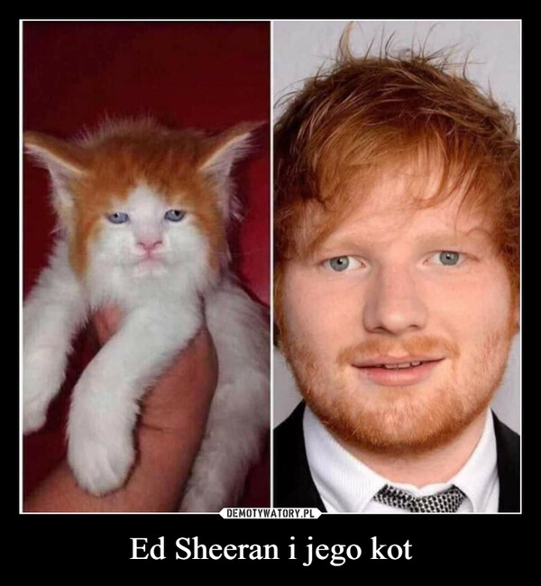 Ed Sheeran i jego kot –  