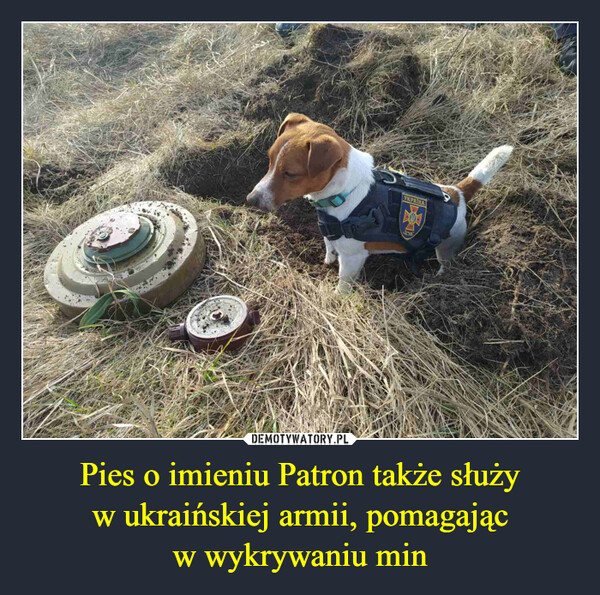 Pies o imieniu Patron także służyw ukraińskiej armii, pomagającw wykrywaniu min –  