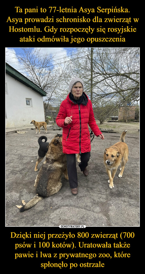 Ta pani to 77-letnia Asya Serpińska. Asya prowadzi schronisko dla zwierząt w Hostomlu. Gdy rozpoczęły się rosyjskie ataki odmówiła jego opuszczenia Dzięki niej przeżyło 800 zwierząt (700 psów i 100 kotów). Uratowała także pawie i lwa z prywatnego zoo, które spłonęło po ostrzale