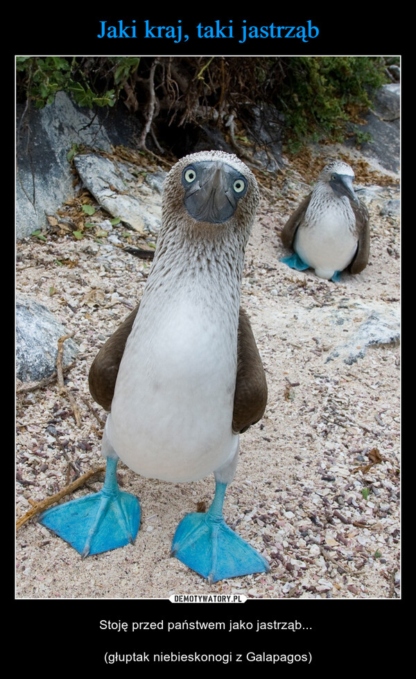  – Stoję przed państwem jako jastrząb... (głuptak niebieskonogi z Galapagos) 