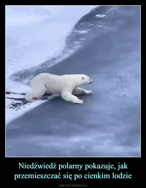 Niedźwiedź polarny pokazuje, jak przemieszczać się po cienkim lodzie –  