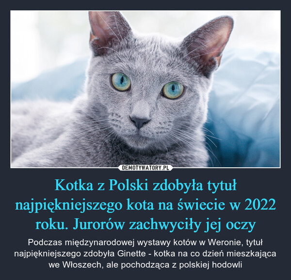 Kotka z Polski zdobyła tytuł najpiękniejszego kota na świecie w 2022 roku. Jurorów zachwyciły jej oczy – Podczas międzynarodowej wystawy kotów w Weronie, tytuł najpiękniejszego zdobyła Ginette - kotka na co dzień mieszkająca we Włoszech, ale pochodząca z polskiej hodowli 