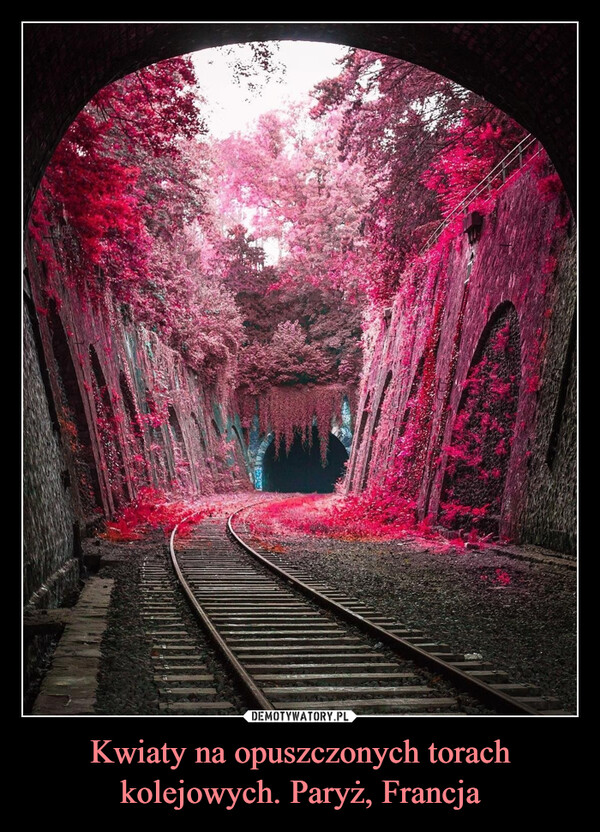 Kwiaty na opuszczonych torach kolejowych. Paryż, Francja –  