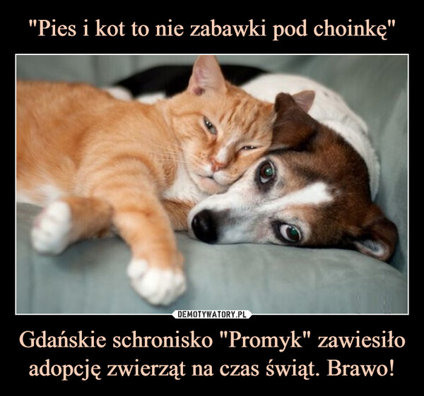 Gdańskie schronisko "Promyk" zawiesiło adopcję zwierząt na czas świąt. Brawo! –  