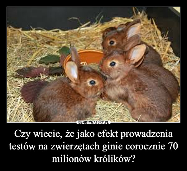 Czy wiecie, że jako efekt prowadzenia testów na zwierzętach ginie corocznie 70 milionów królików? –  