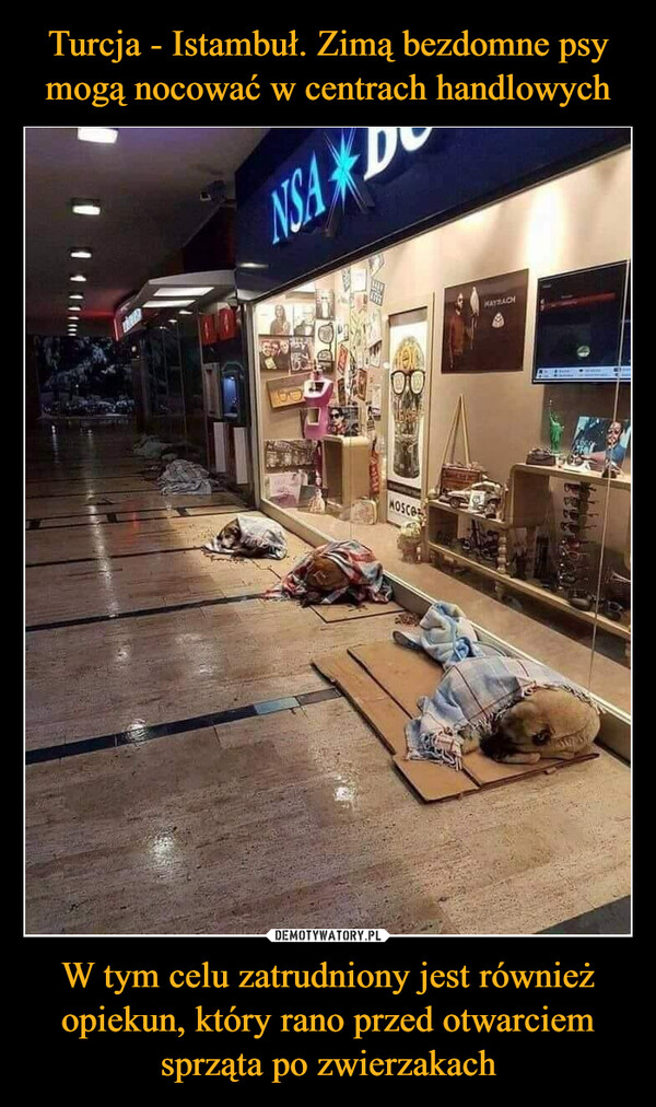 Turcja - Istambuł. Zimą bezdomne psy mogą nocować w centrach handlowych W tym celu zatrudniony jest również opiekun, który rano przed otwarciem sprząta po zwierzakach