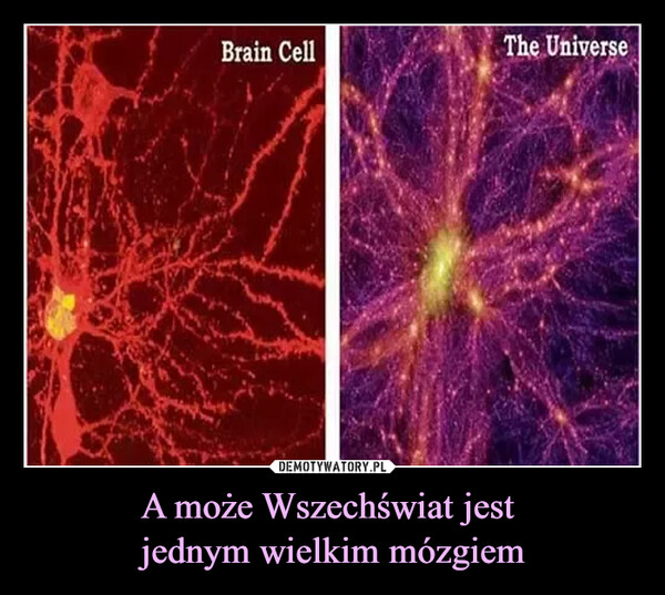 A może Wszechświat jest jednym wielkim mózgiem –  Brain CellThe Universe