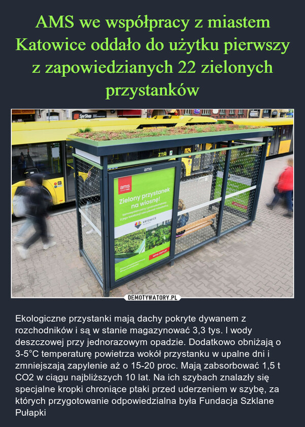 AMS we współpracy z miastem Katowice oddało do użytku pierwszy z zapowiedzianych 22 zielonych przystanków