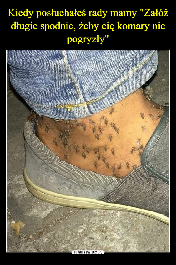 Kiedy posłuchałeś rady mamy "Załóż długie spodnie, żeby cię komary nie pogryzły"