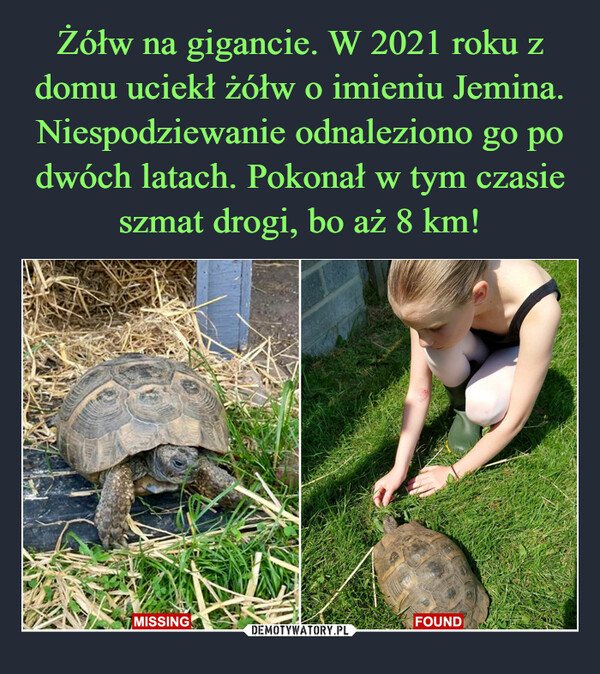 Żółw na gigancie. W 2021 roku z domu uciekł żółw o imieniu Jemina. Niespodziewanie odnaleziono go po dwóch latach. Pokonał w tym czasie szmat drogi, bo aż 8 km!