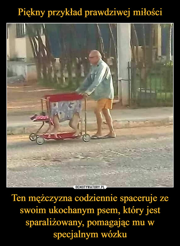 Ten mężczyzna codziennie spaceruje ze swoim ukochanym psem, który jest sparaliżowany, pomagając mu w specjalnym wózku –  