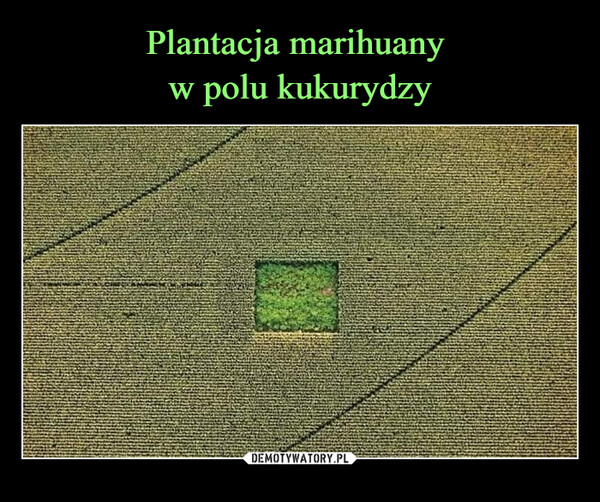 Plantacja marihuany 
w polu kukurydzy