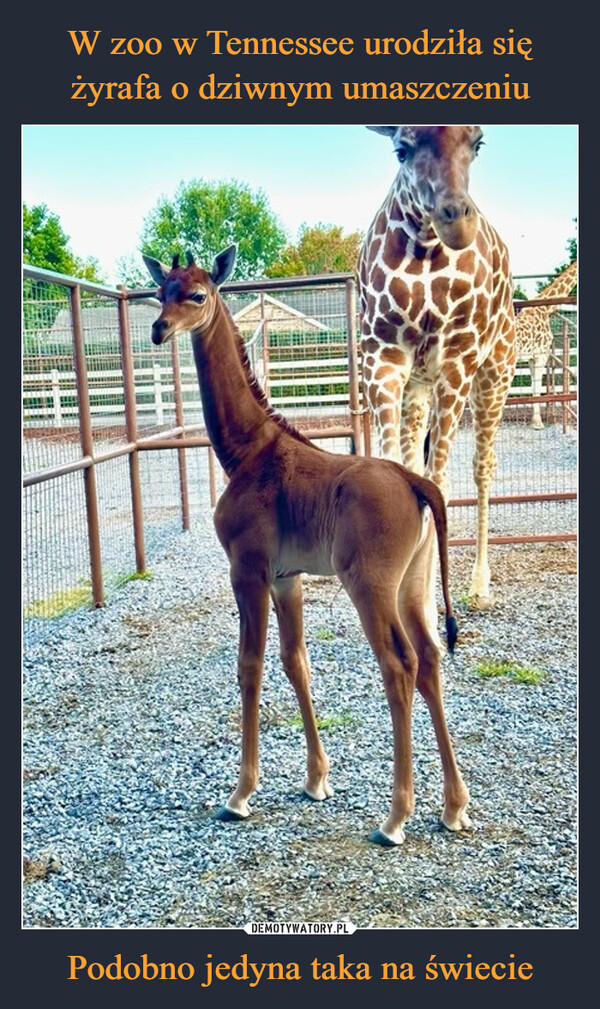 W zoo w Tennessee urodziła się żyrafa o dziwnym umaszczeniu Podobno jedyna taka na świecie