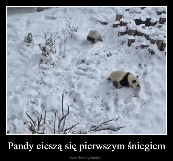 Pandy cieszą się pierwszym śniegiem –  @YODA4EVER