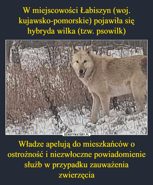 W miejscowości Łabiszyn (woj. kujawsko-pomorskie) pojawiła się hybryda wilka (tzw. psowilk) Władze apelują do mieszkańców o ostrożność i niezwłoczne powiadomienie służb w przypadku zauważenia zwierzęcia
