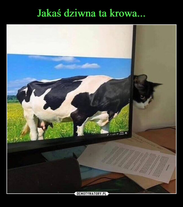 Jakaś dziwna ta krowa...