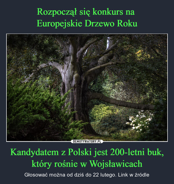 Rozpoczął się konkurs na 
Europejskie Drzewo Roku Kandydatem z Polski jest 200-letni buk, który rośnie w Wojsławicach