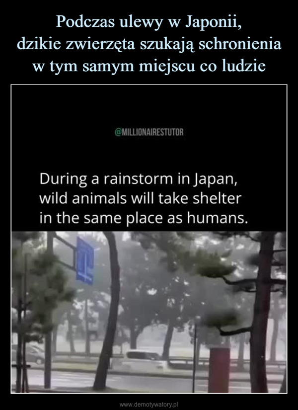  –  @MILLIONAIRESTUTORDuring a rainstorm in Japan,wild animals will take shelterin the same place as humans.