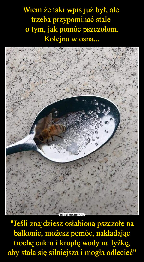 "Jeśli znajdziesz osłabioną pszczołę na balkonie, możesz pomóc, nakładając trochę cukru i kroplę wody na łyżkę,aby stała się silniejsza i mogła odlecieć" –  