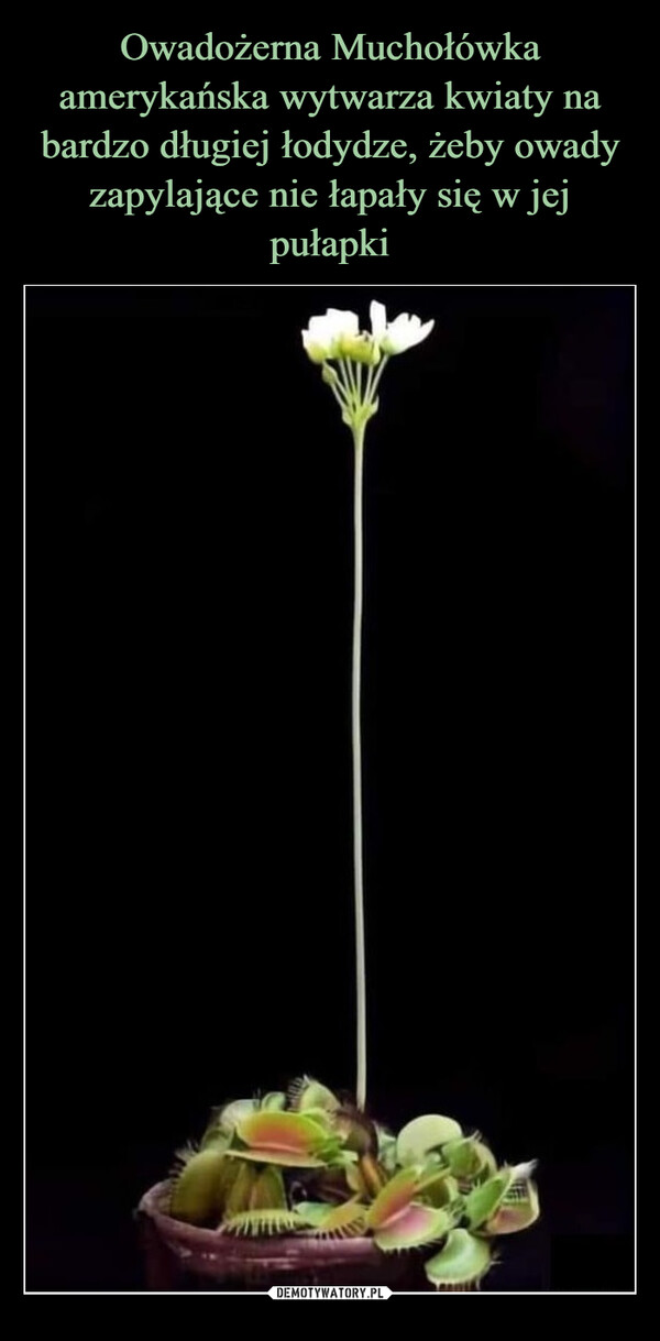 Owadożerna Muchołówka amerykańska wytwarza kwiaty na bardzo długiej łodydze, żeby owady zapylające nie łapały się w jej pułapki